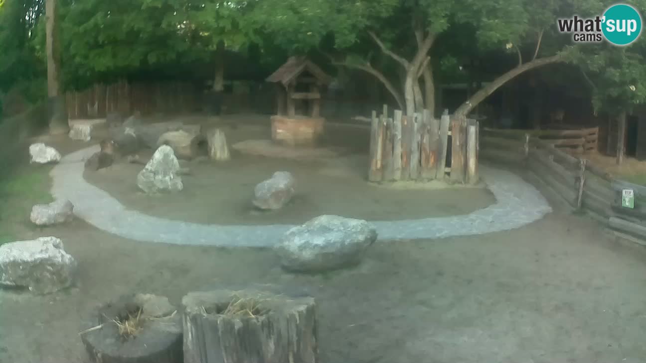 Zoo Zagreb – Haubenkapuziner