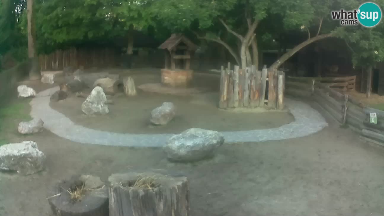 Zoo Zagreb – Cebo dai cornetti