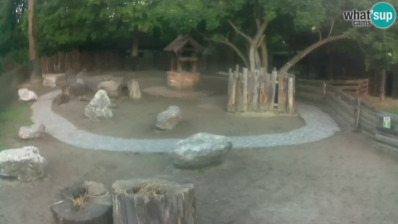 Zoo Zagreb – Haubenkapuziner