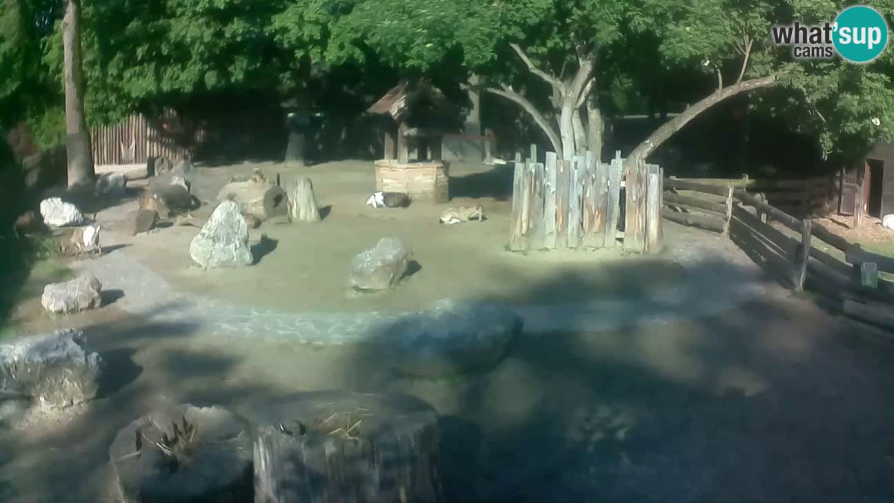 Zoo Zagreb – Haubenkapuziner