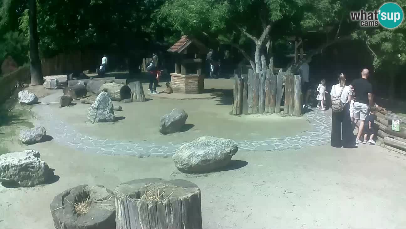 Zoo Zagreb –  Mono maicero