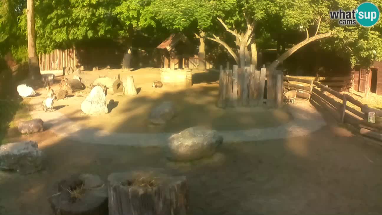 Zoo Zagreb – Haubenkapuziner