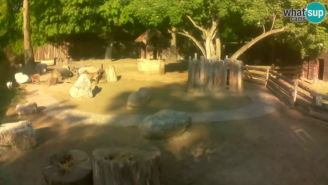 Zoo Zagreb – Cebus apella