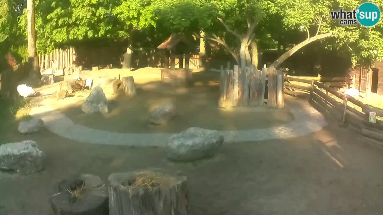 Zoo Zagreb – Cebus apella