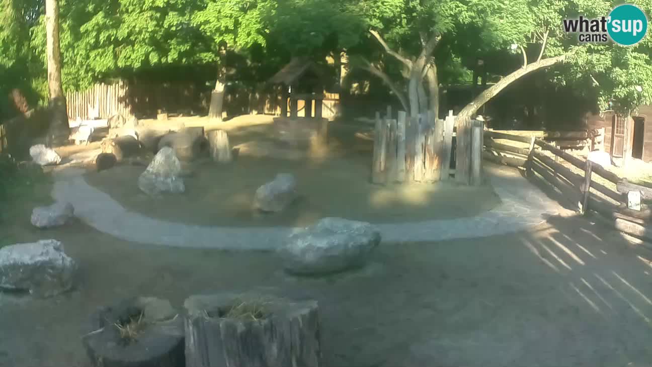 Zoo Zagreb – Cebus apella