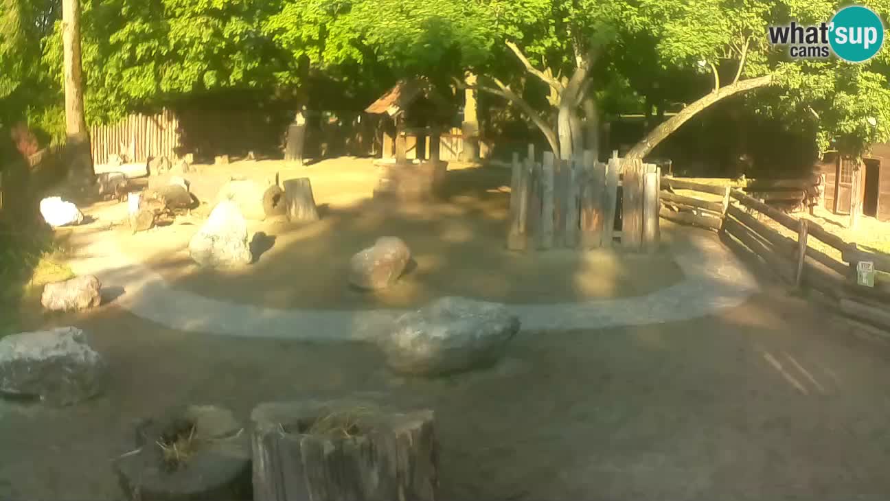 Zoo Zagreb – Brown Capuchin