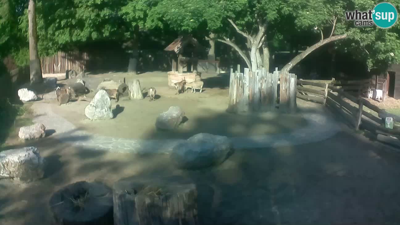 Zoo Zagreb – Brown Capuchin