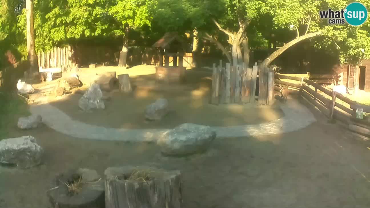 Zoo Zagreb – Brown Capuchin
