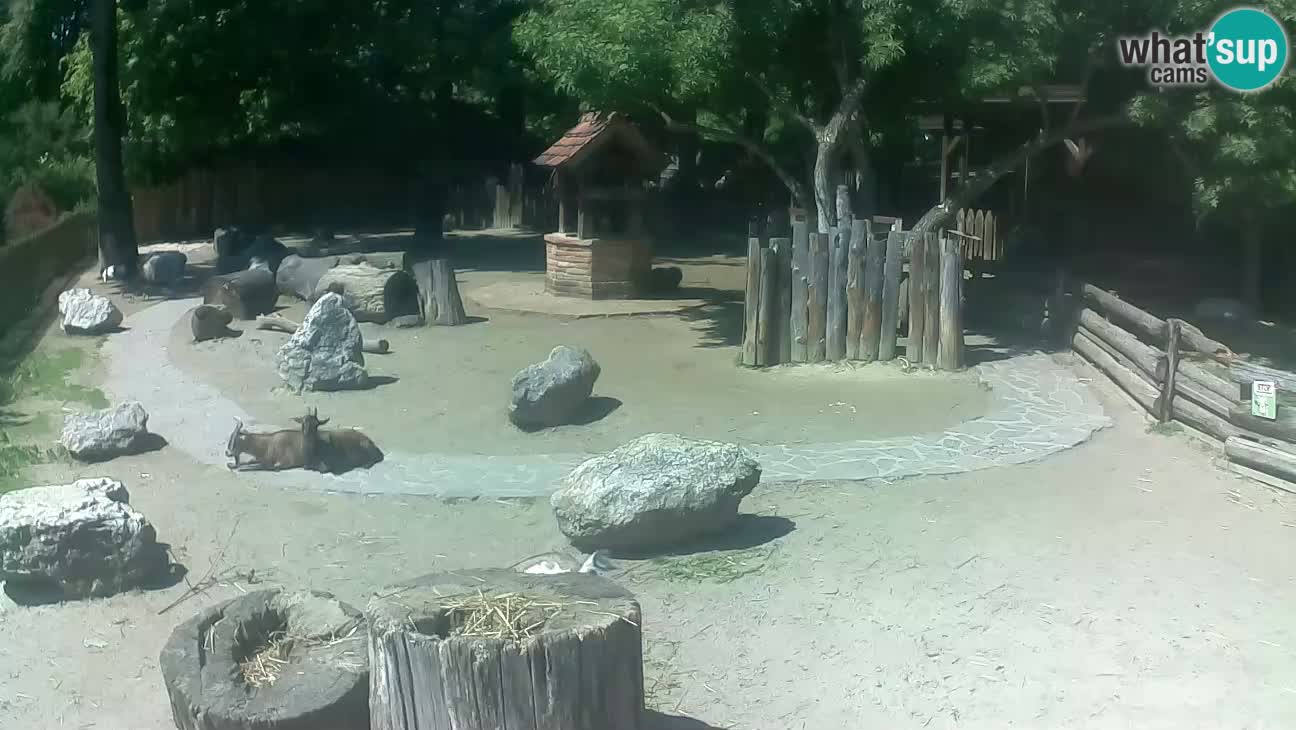 Zoo Zagreb – Brown Capuchin