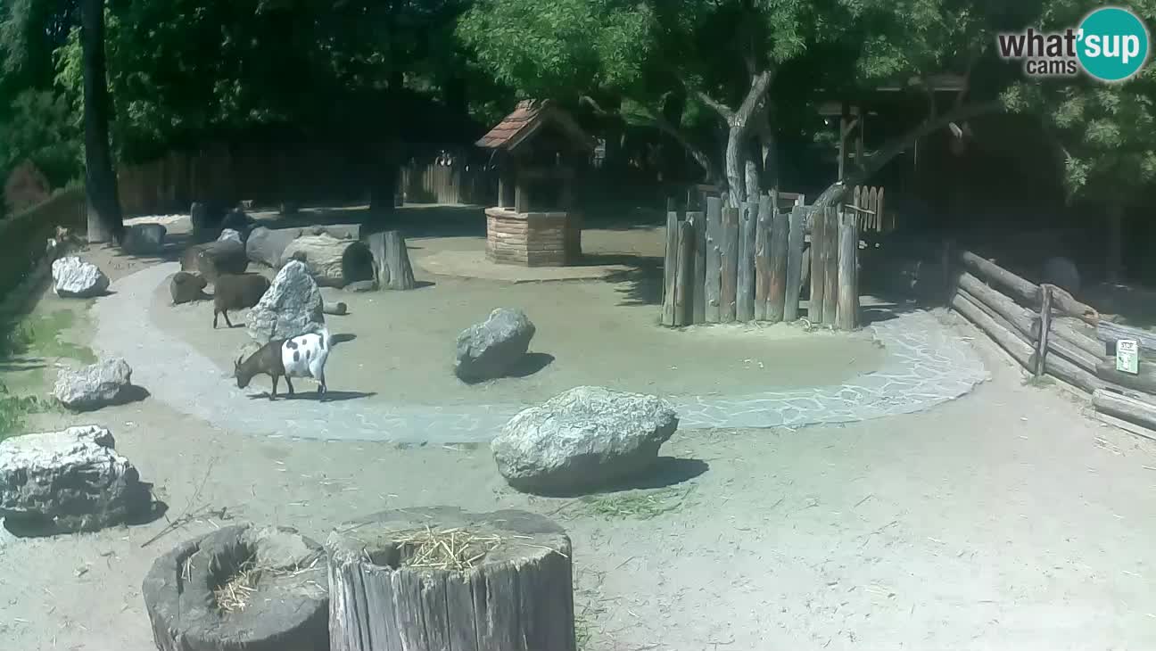 Zoo Zagreb – Haubenkapuziner