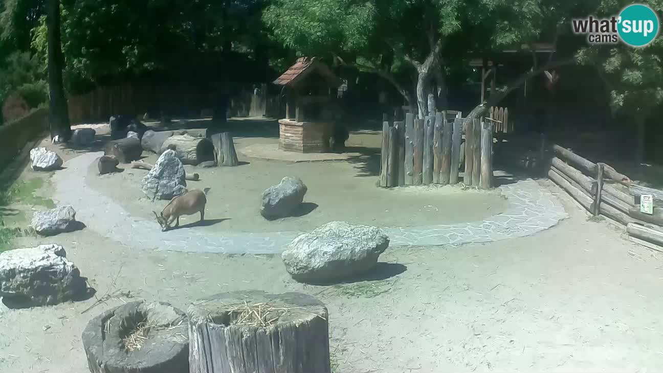 Zoo Zagreb – Brown Capuchin