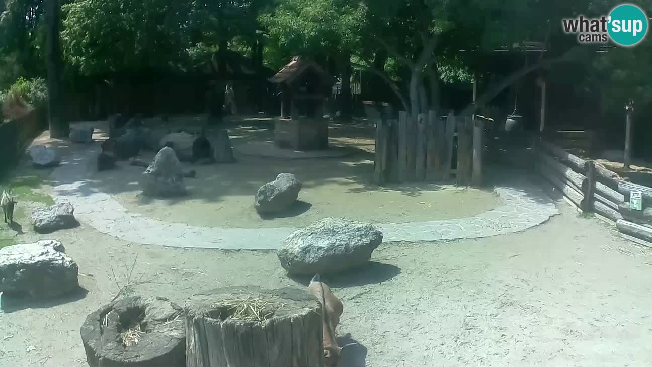 Zoo Zagreb – Rjava kapucinka