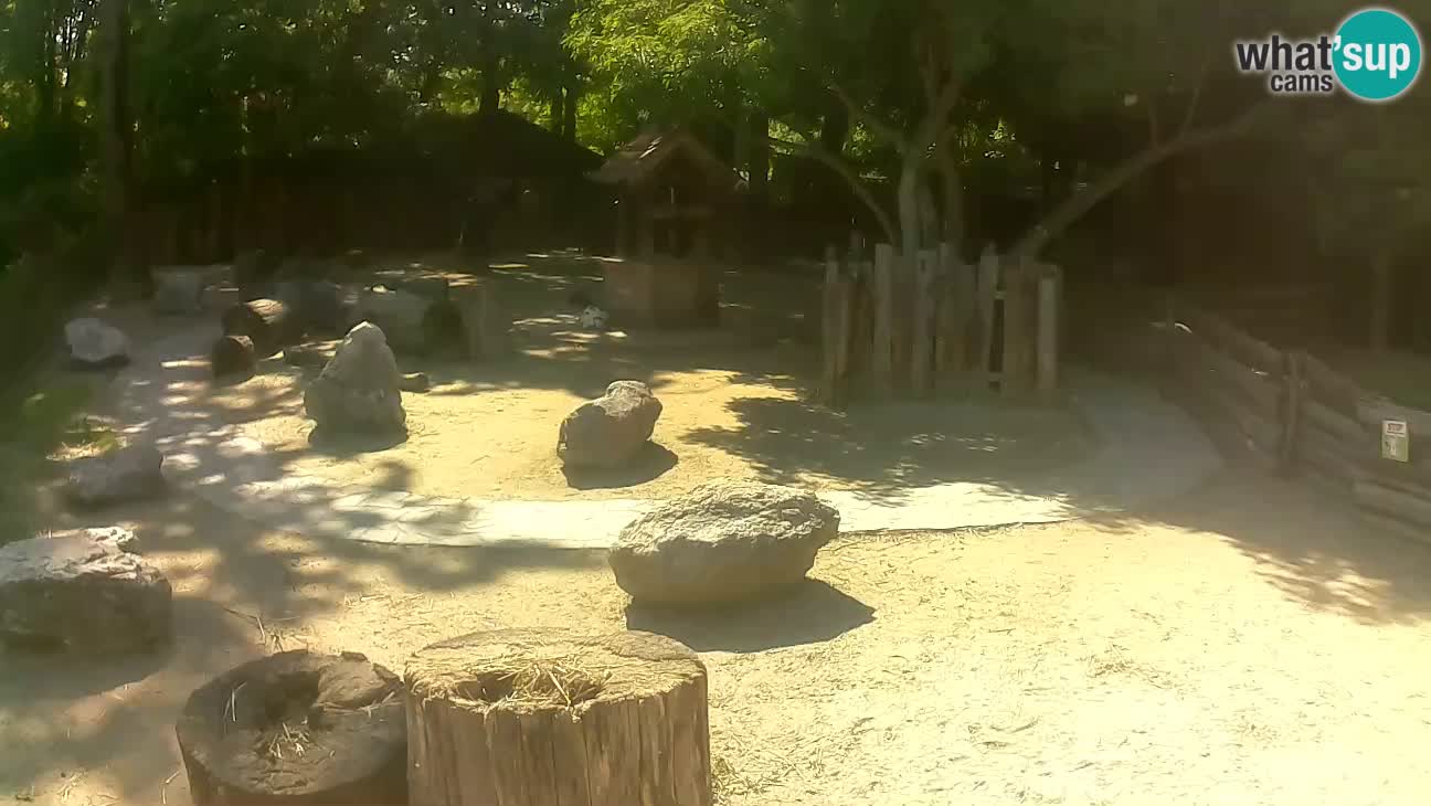 Zoo Zagreb – Brown Capuchin