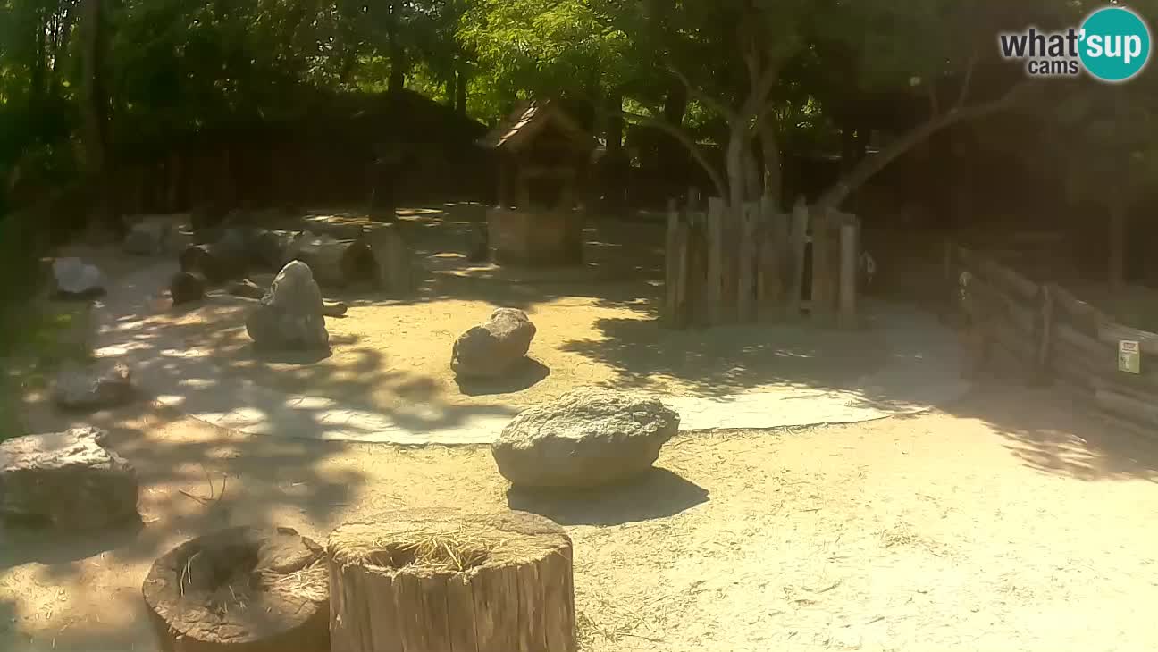 Zoo Zagreb – Rjava kapucinka