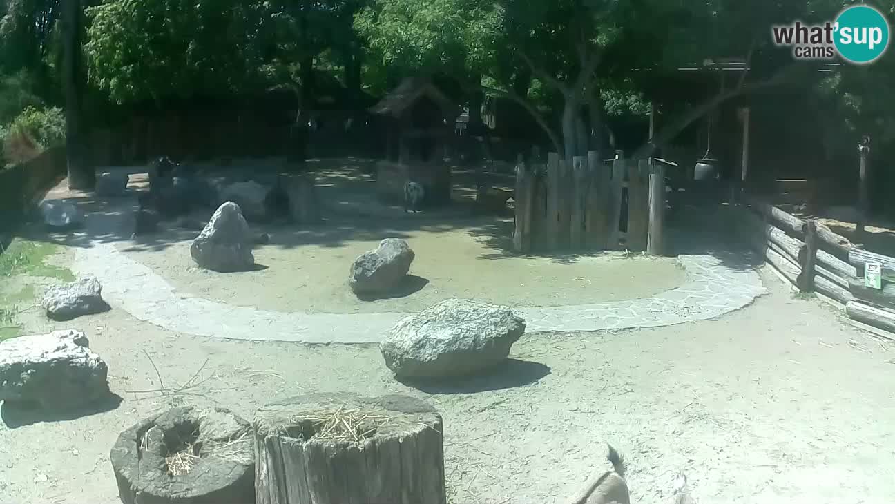 Zoo Zagreb – Cebus apella