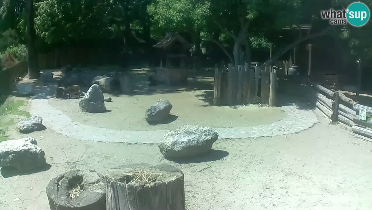Zoo Zagreb – Rjava kapucinka