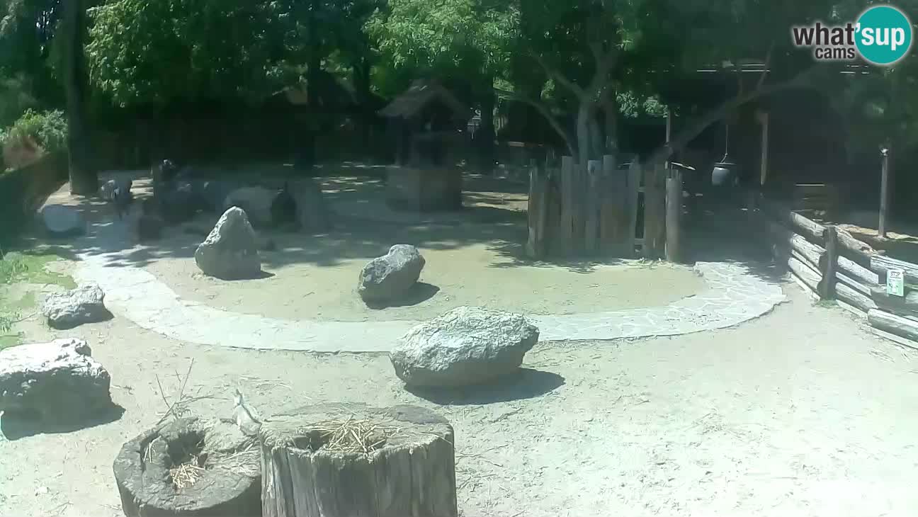 Zoo Zagreb – Rjava kapucinka