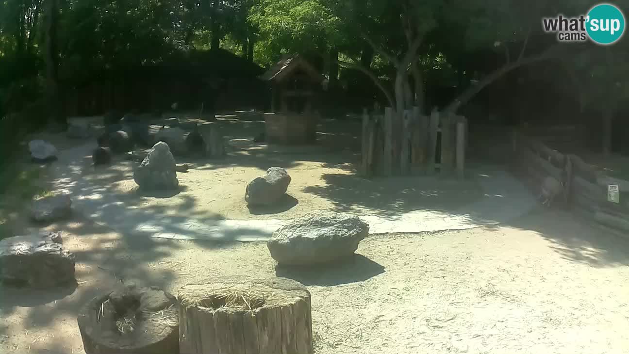 Zoo Zagreb – Cebus apella