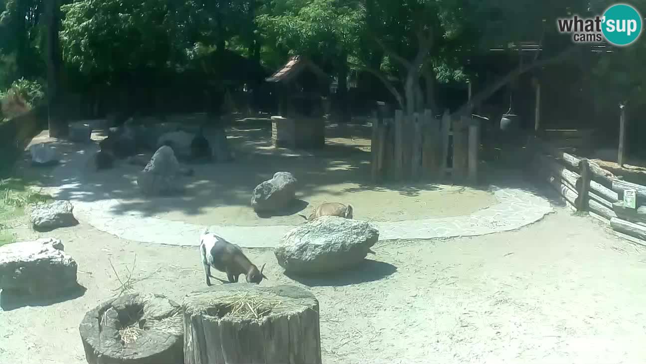 Zoo Zagreb –  Mono maicero