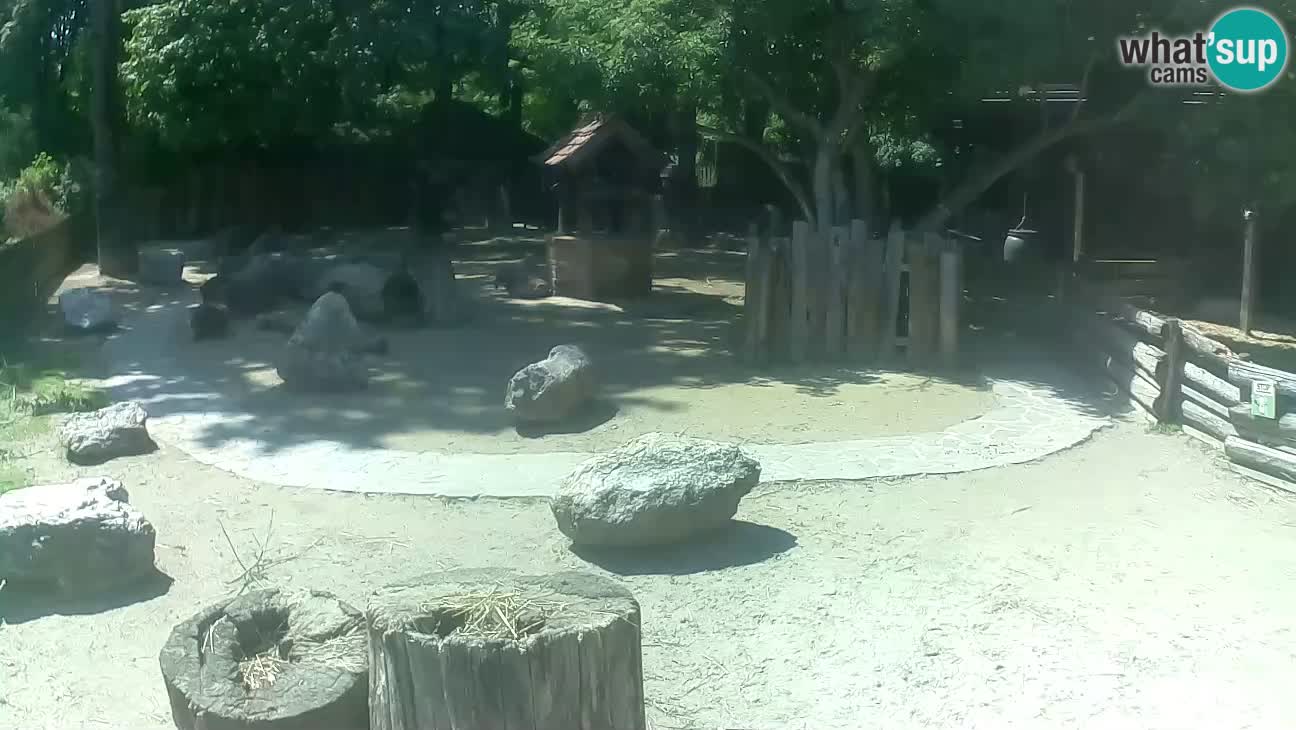 Zoo Zagreb – Cebus apella