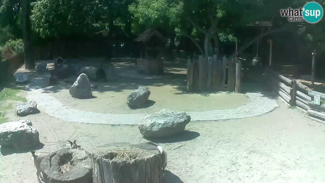 Zoo Zagreb – Brown Capuchin