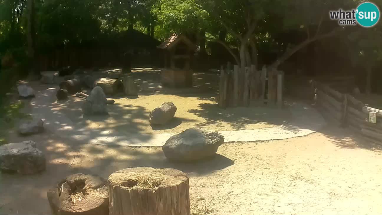 Zoo Zagreb – Haubenkapuziner