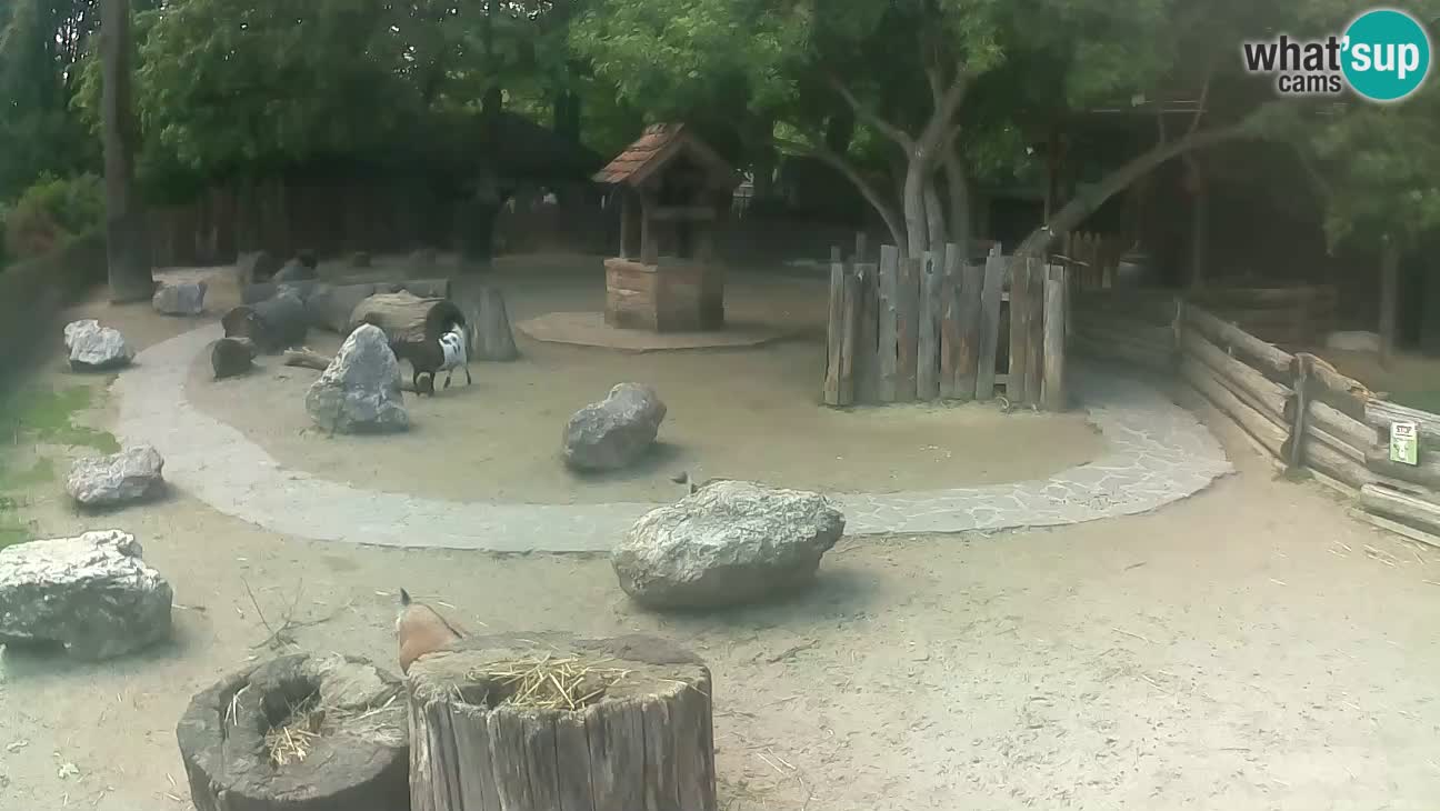 Zoo Zagreb – Cebus apella