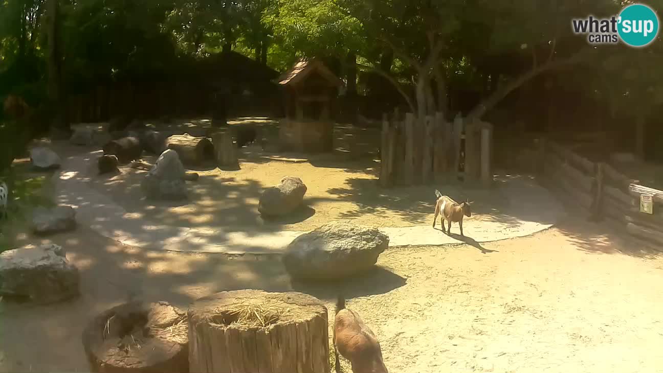 Zoo Zagreb –  Mono maicero