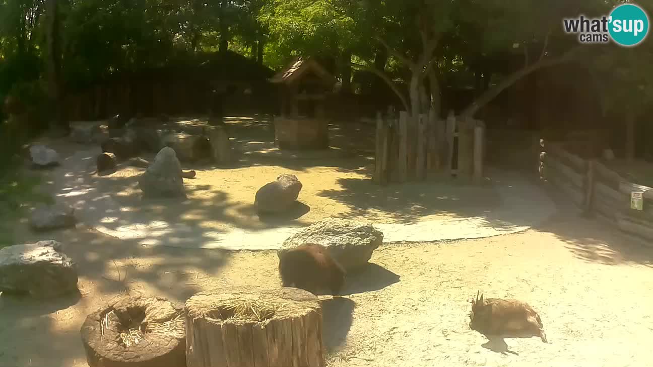 Zoo Zagreb –  Mono maicero