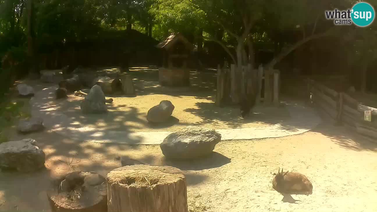 Zoo Zagreb – Brown Capuchin