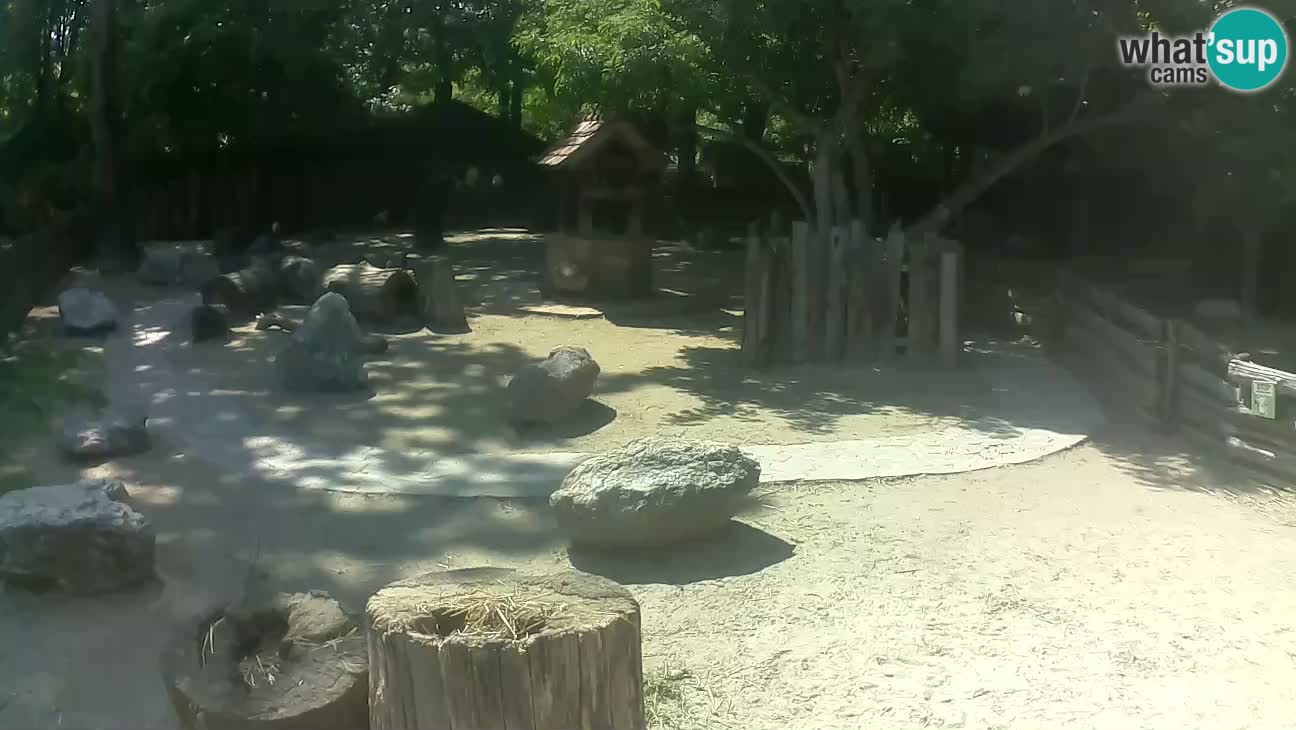 Zoo Zagreb – Brown Capuchin