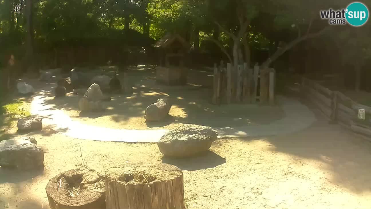 Zoo Zagreb – Cebus apella
