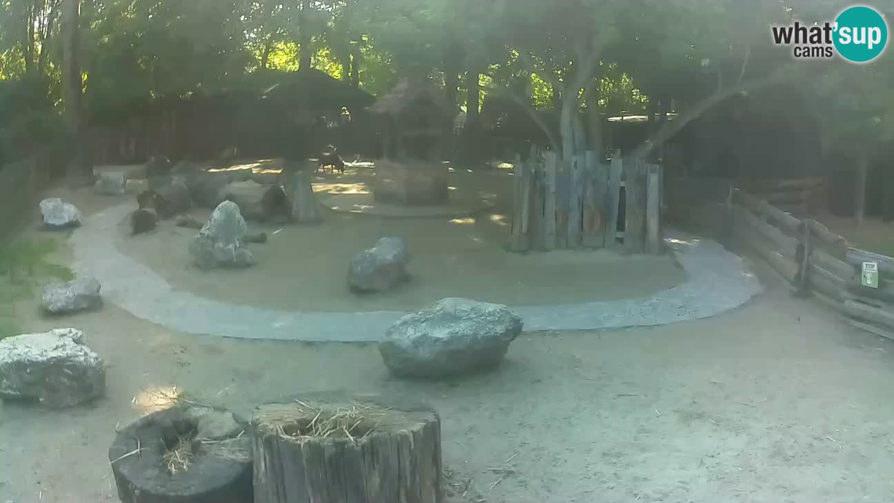 Zoo Zagreb – Brown Capuchin