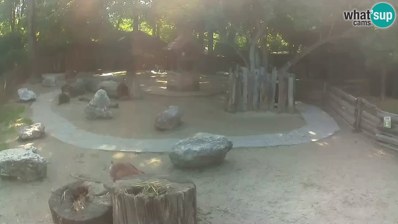 Zoo Zagreb – Cebus apella