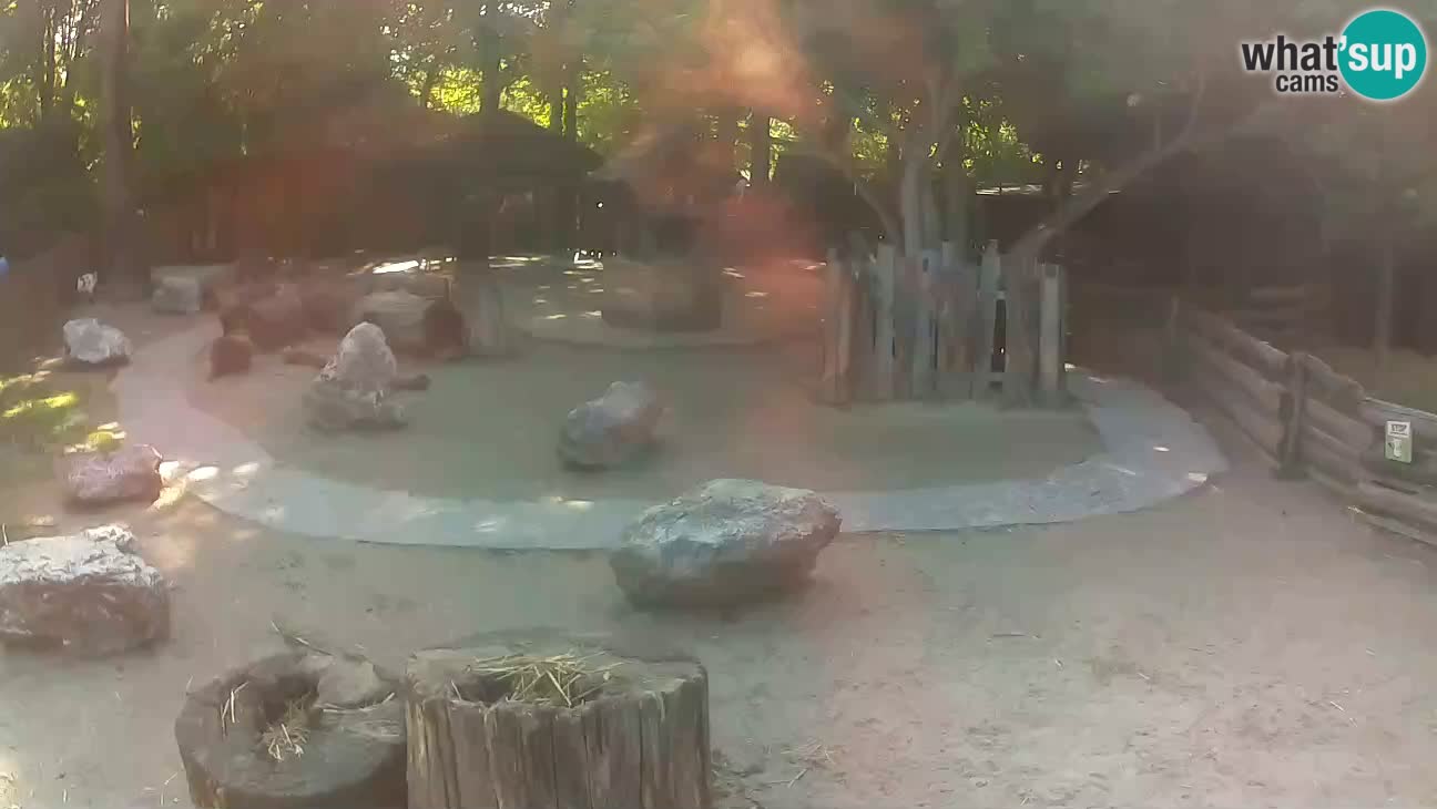 Zoo Zagreb – Cebus apella