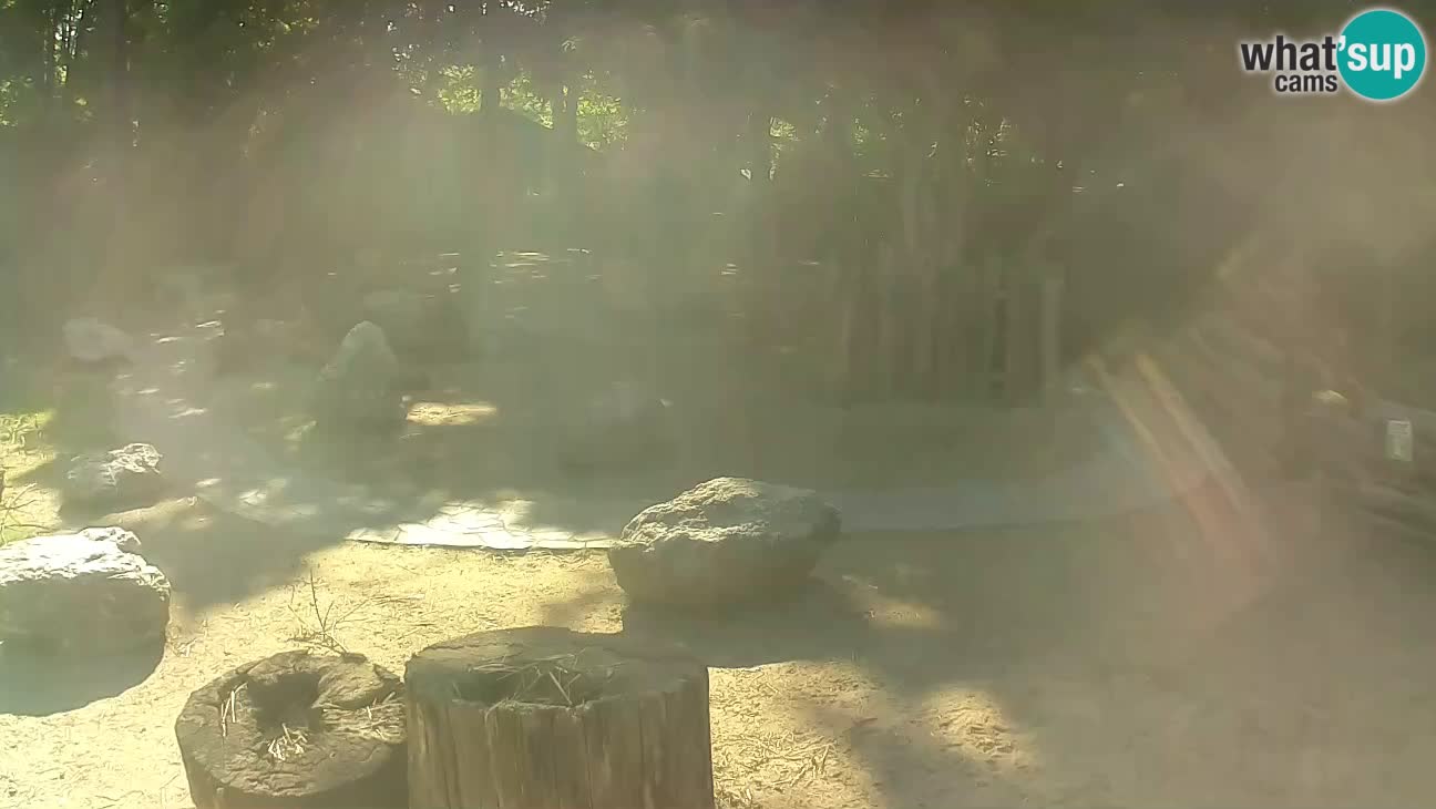 Zoo Zagreb –  Mono maicero