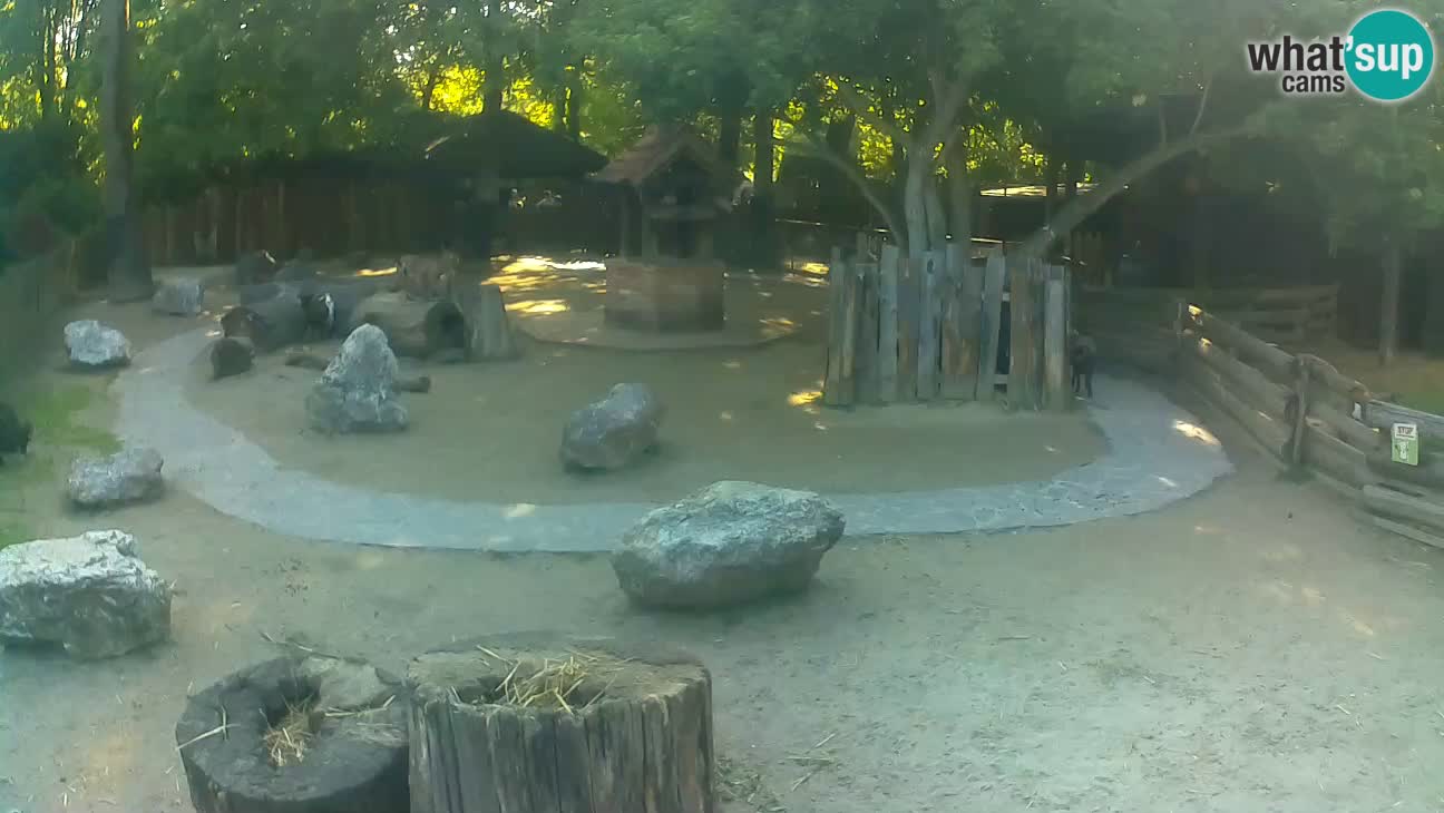 Zoo Zagreb – Cebo dai cornetti