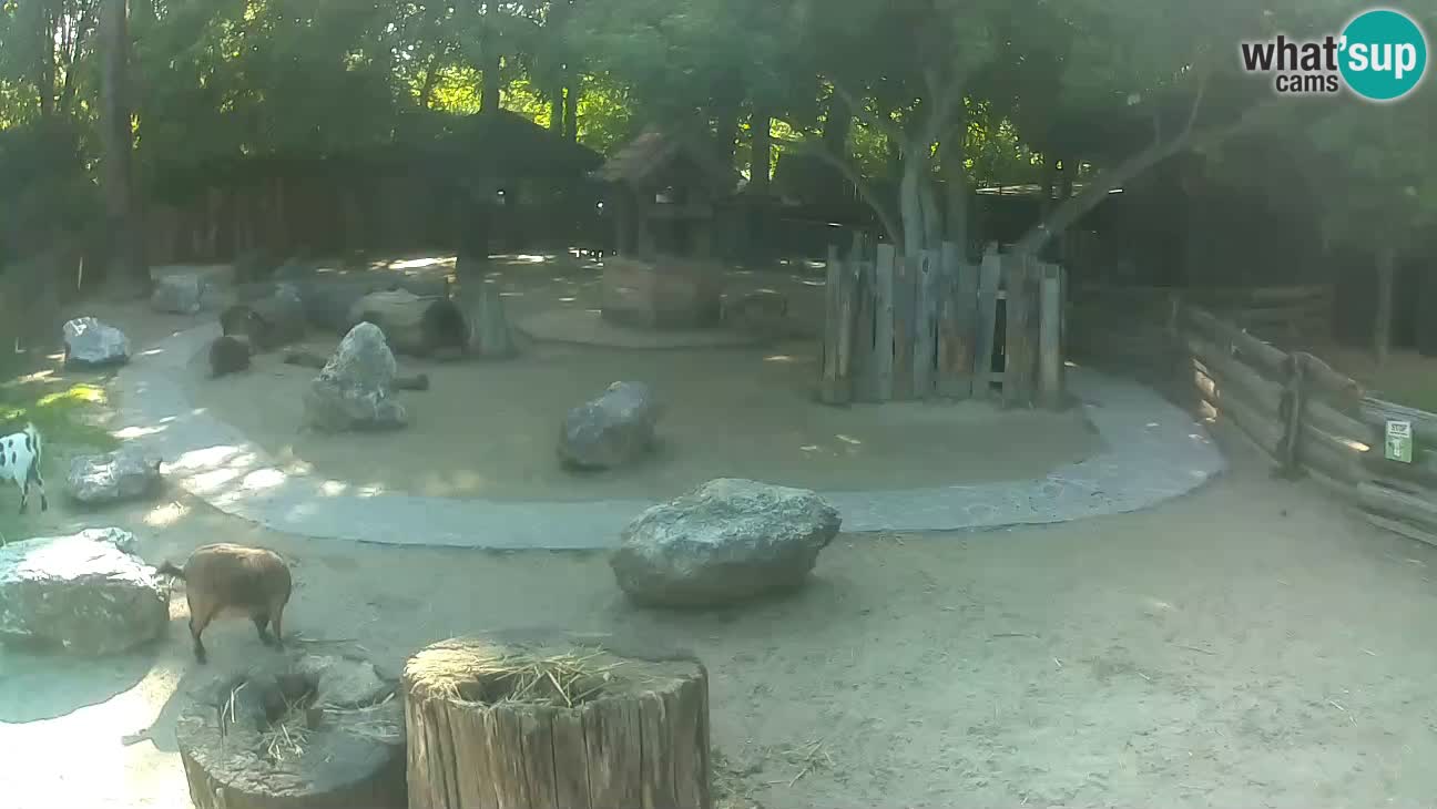 Zoo Zagreb – Rjava kapucinka