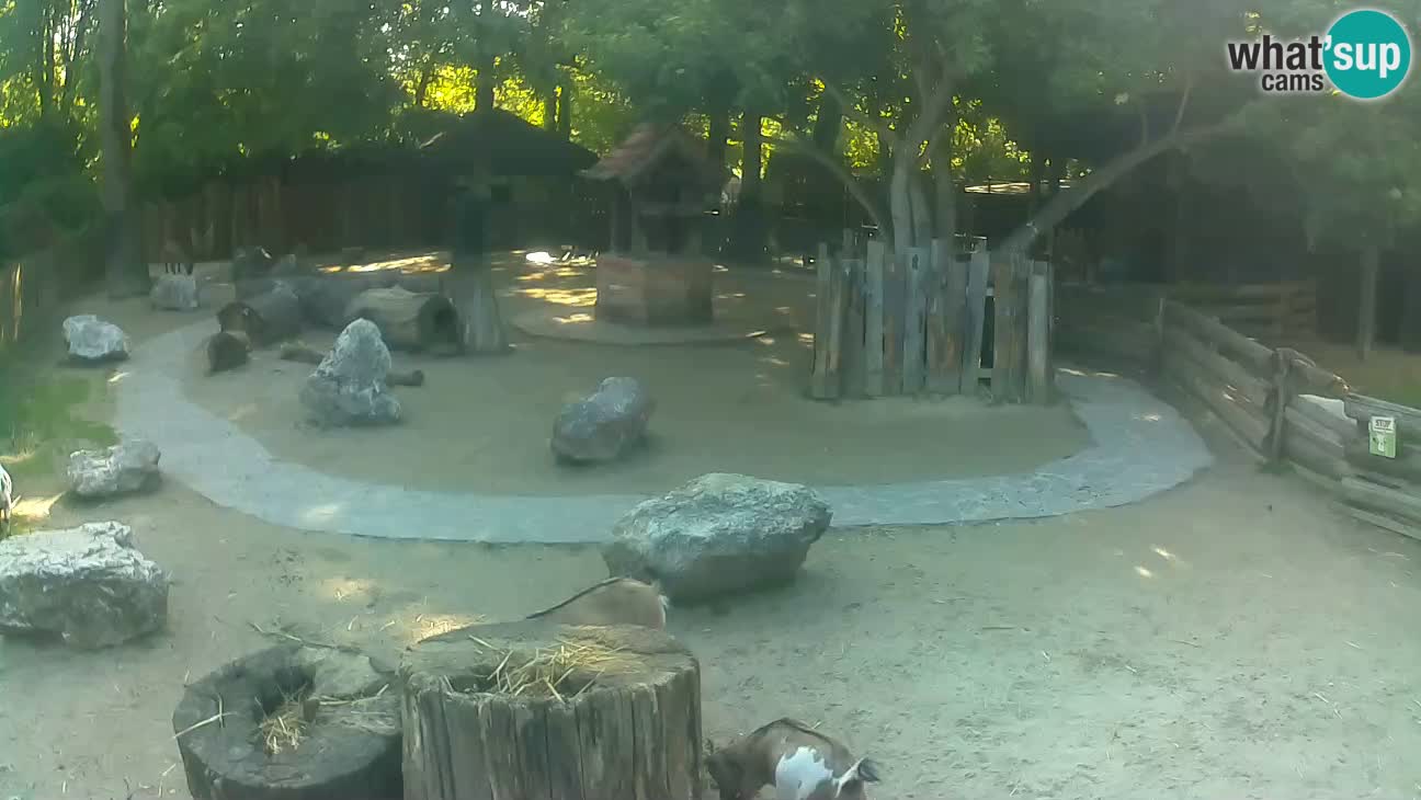 Zoo Zagreb – Brown Capuchin