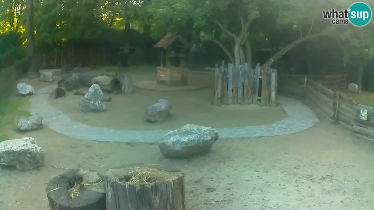 Zoo Zagreb – Brown Capuchin