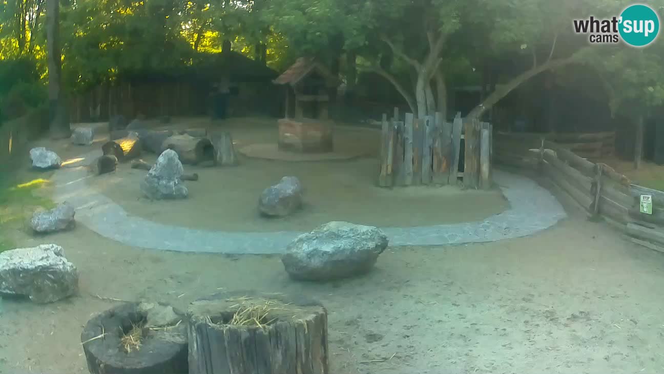 Zoo Zagreb – Brown Capuchin