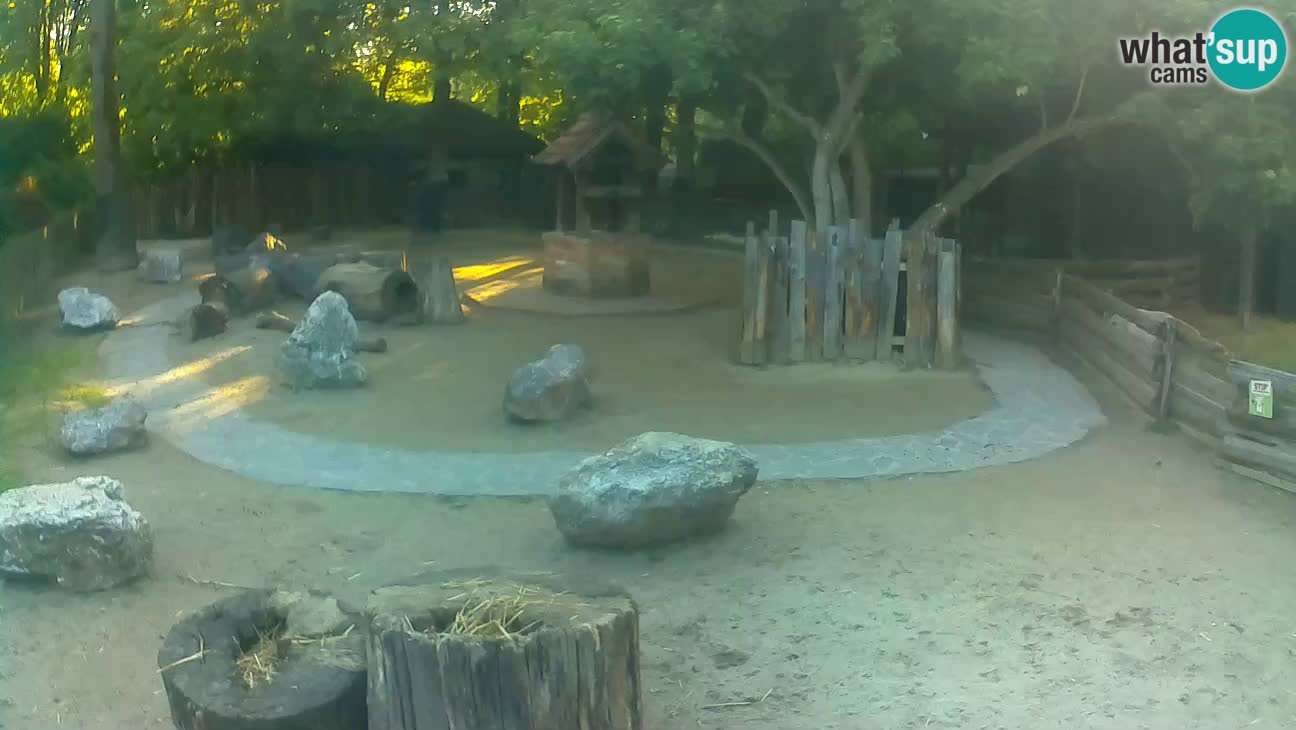 Zoo Zagreb – Brown Capuchin