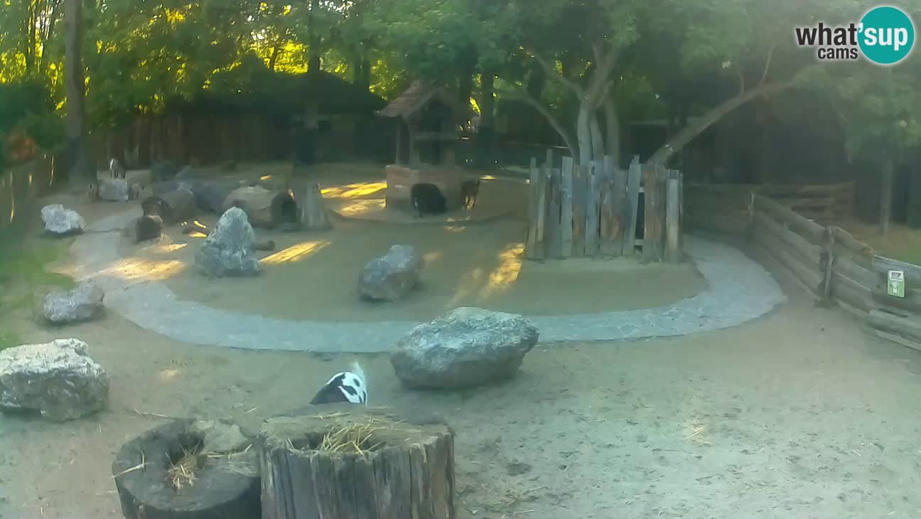 Zoo Zagreb – Rjava kapucinka