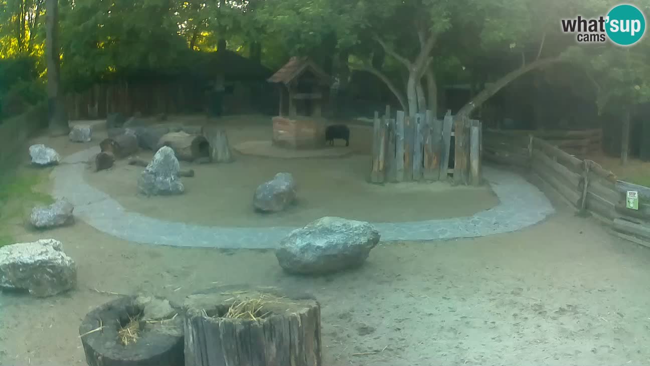 Zoo Zagreb – Haubenkapuziner