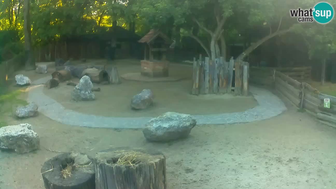 Zoo Zagreb – Rjava kapucinka