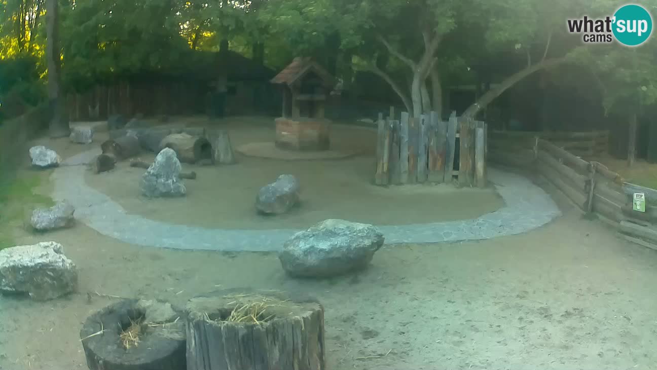 Zoo Zagreb – Brown Capuchin