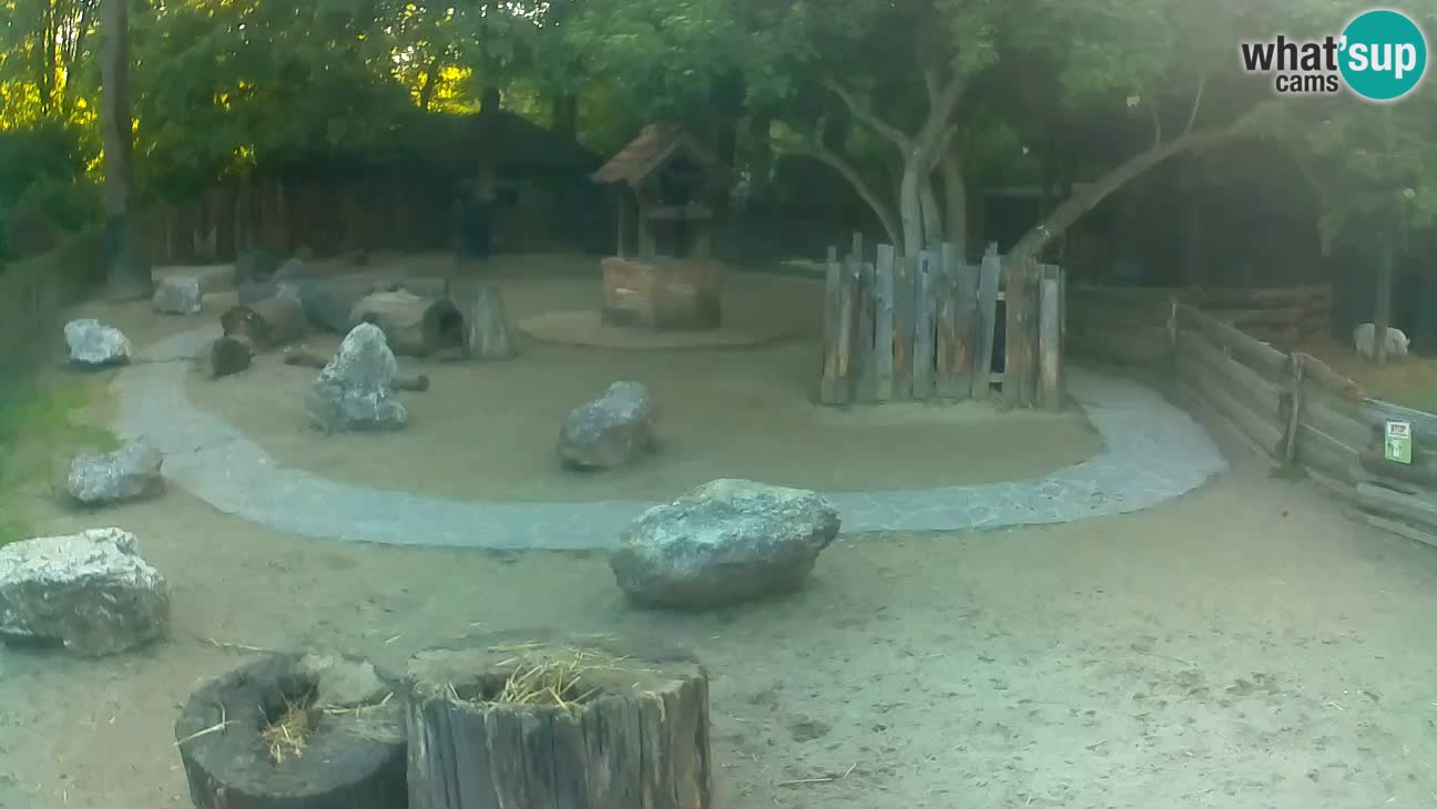 Zoo Zagreb – Rjava kapucinka
