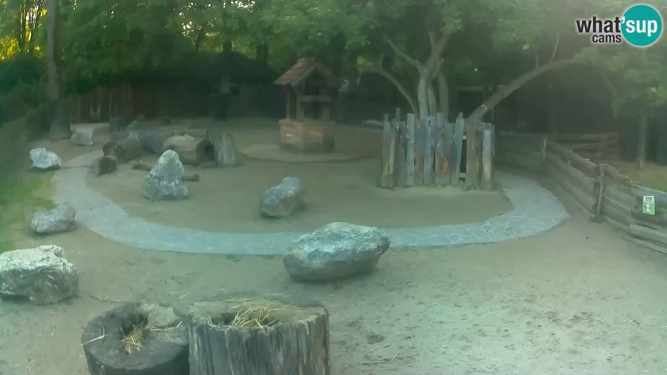 Zoo Zagreb – Brown Capuchin