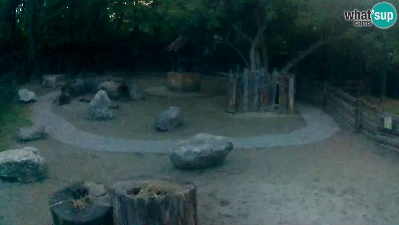 Zoo Zagreb – Cebus apella