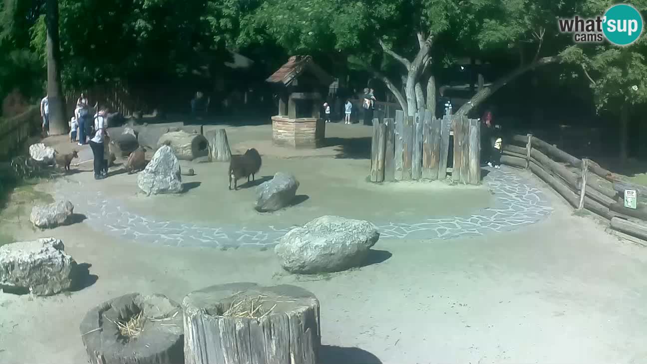 Zoo Zagreb – Rjava kapucinka